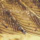 The ancient bird’s feather arrangements—and even color—are still visible. (Image: L. Xing et al., 2016)